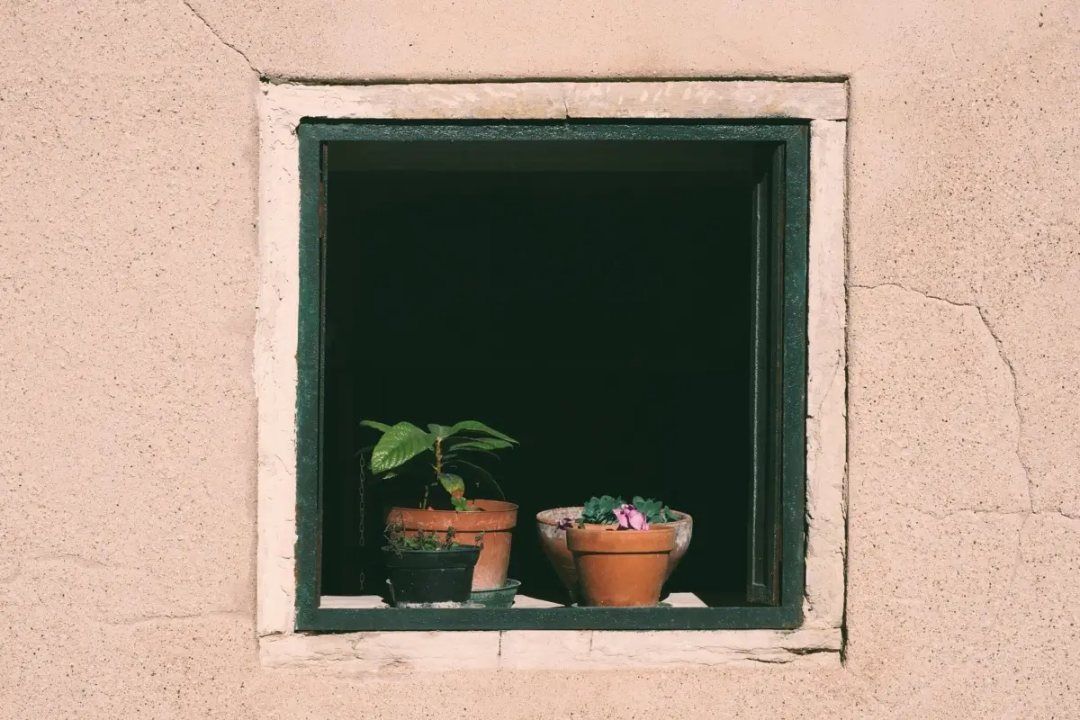 Immagine selezionata