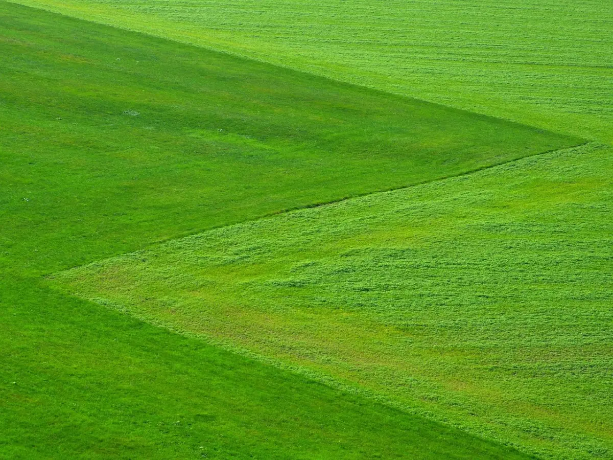 Immagine selezionata