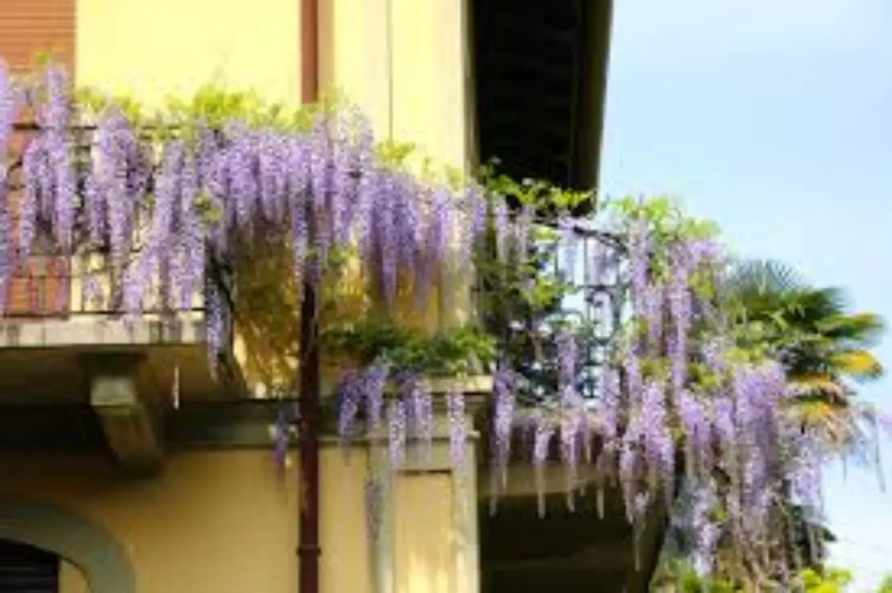 Immagine selezionata